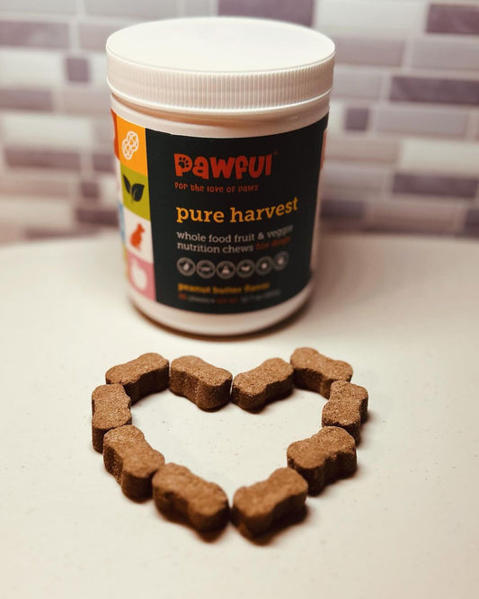 Top 10 Fruits Dogs Love: Tasty Treats with Health Benefits